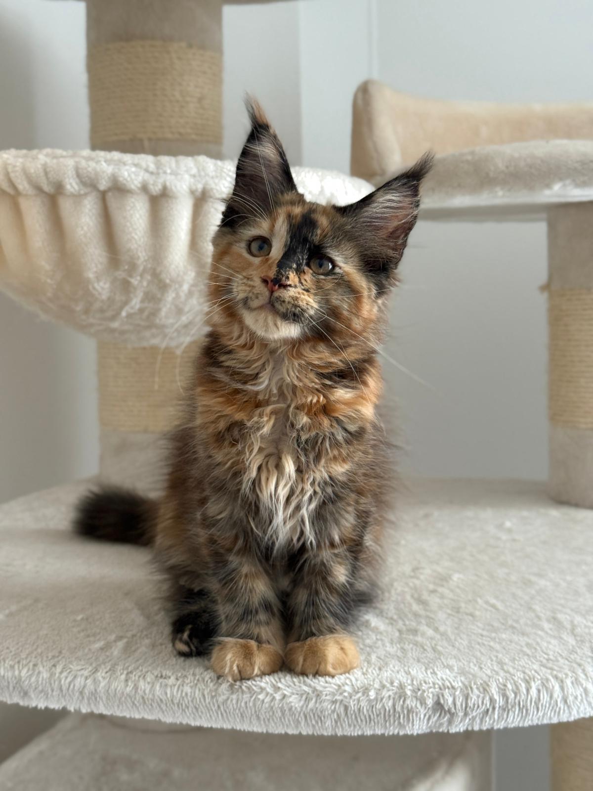 Maine Coon kat Eden van Cattery Juniper – gezonde Maine Coon fokkerij Utrecht